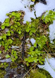 Veronica zygantha. Habit. Mt Burns, Fiordland.
 Image: P.J. Garnock-Jones © Te Papa CC-BY-NC 3.0 NZ